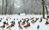 &quot;Parko okupantės&quot; Vida Jankaitienė